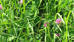 Postponed: How do you consistently and successfully grow clover in the west of Scotland?